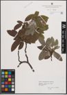 Foto von Salix crataegifolia Bertol.